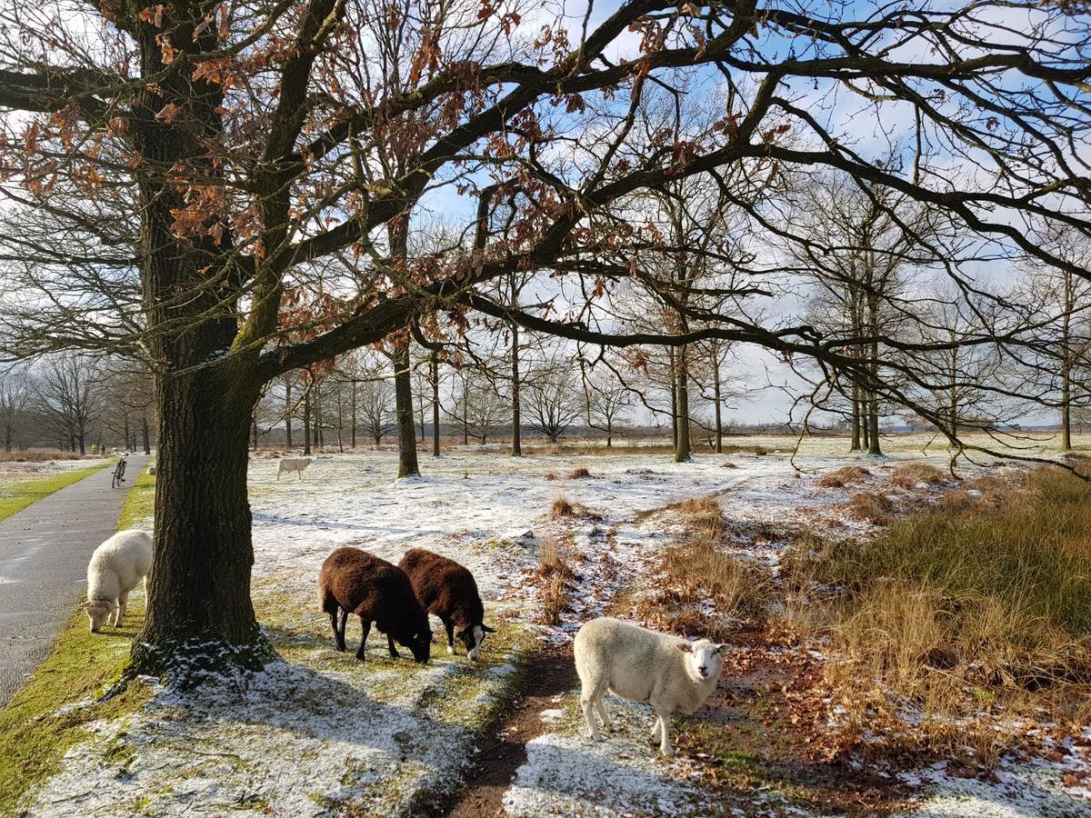 Ruinen Hoeve Den Anholt 빌라 외부 사진